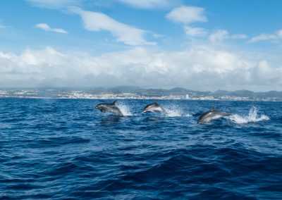 Açores - Oceans and Flow 2017
